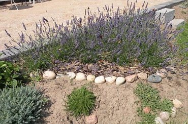 08.2009 #ogrody #rosliny