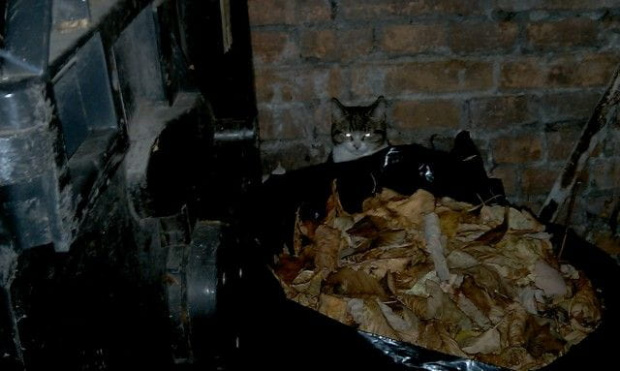 Jesień bezdomnego kotka