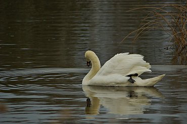 #ptaki #łabędzie #staw #Tuplice