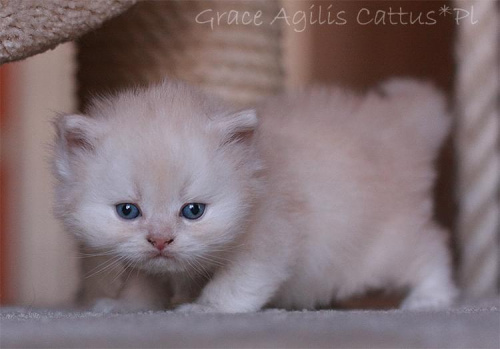 Grace Agilis Cattus*Pl