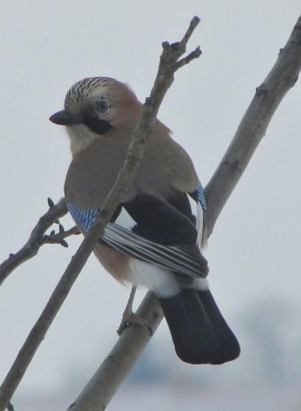 Sójka zwyczajna - Garrulus glandarius . Data : 17.12.2010. Miejscowość : Piaski Wielkopolskie