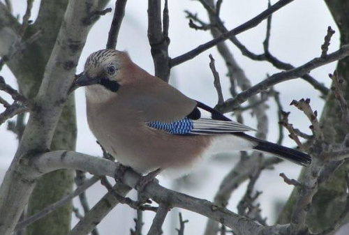 Sójka zwyczajna - Garrulus glandarius . Data : 17.12.2010. Miejscowość : Piaski Wielkopolskie