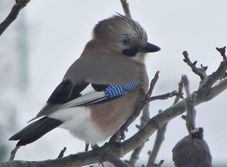 Sójka zwyczajna - Garrulus glandarius . Data : 17.12.2010. Miejscowość : Piaski Wielkopolskie