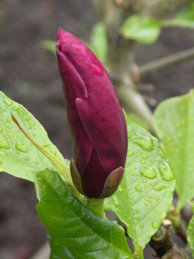 Wyniki wyszukiwaniaMagnolia liliiflora ' Holland Red'