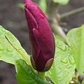 Wyniki wyszukiwaniaMagnolia liliiflora ' Holland Red'