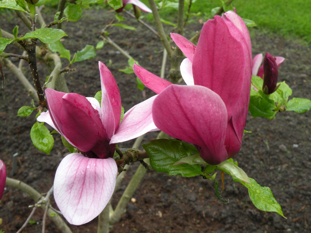 Wyniki wyszukiwaniaMagnolia liliiflora ' Holland Red'