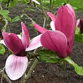 Wyniki wyszukiwaniaMagnolia liliiflora ' Holland Red'