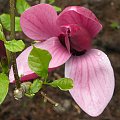 Wyniki wyszukiwaniaMagnolia liliiflora ' Holland Red'