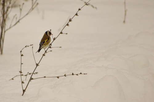 #ptaki #szczygieł #zima
