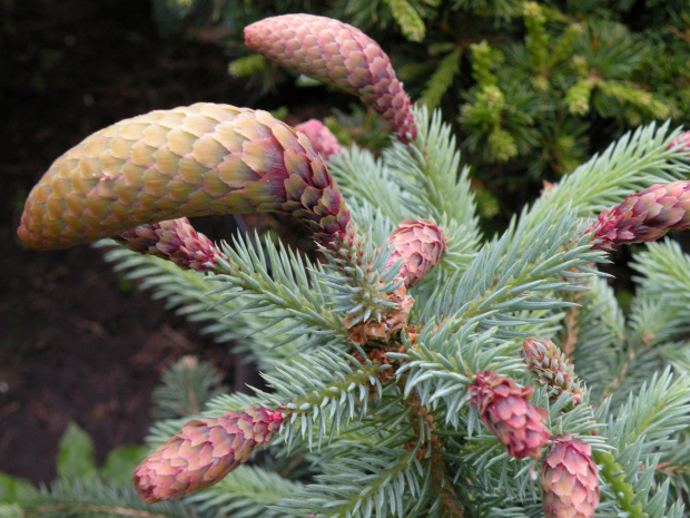 Picea pungens 'Hermann Naue'