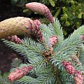 Picea pungens 'Hermann Naue'