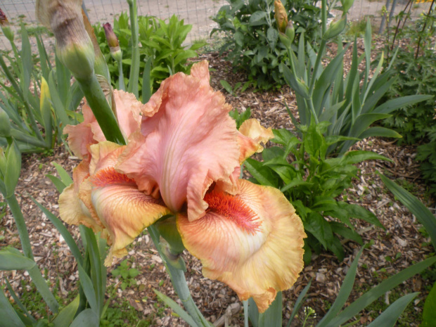 Iris 'Island Sunset'