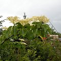 Cornus controversa 'Pagoda'