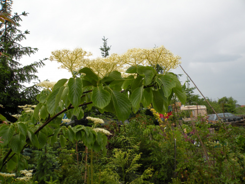 Cornus controversa 'Pagoda'