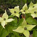 Cornus kousa 'Milky Way'