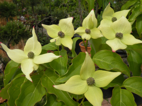 Cornus kousa 'Milky Way'