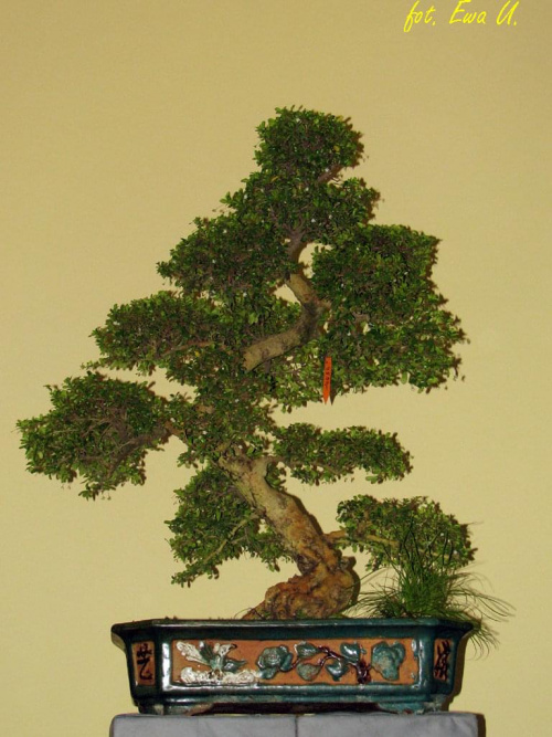 była też wystawka drzewek bonsai #targi #zoobotanika #zwierzęta #hobby #wrocław