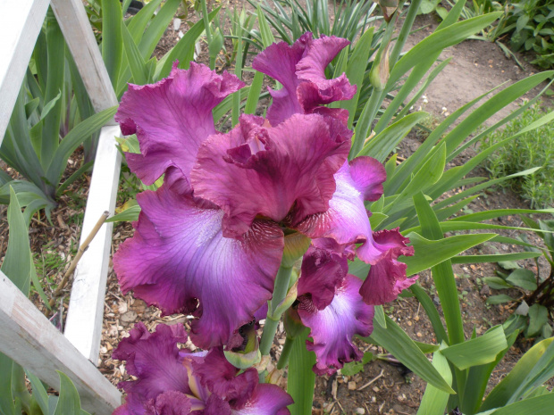 Iris 'Rosette Wine' TB