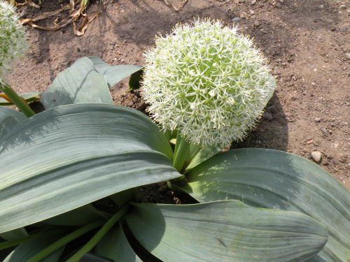 Allium 'Ivory Queen'