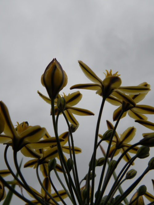 Triteleia ixioides 'Starlight'