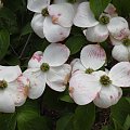 Cornus 'Stellar Pink'