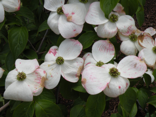 Cornus 'Stellar Pink'