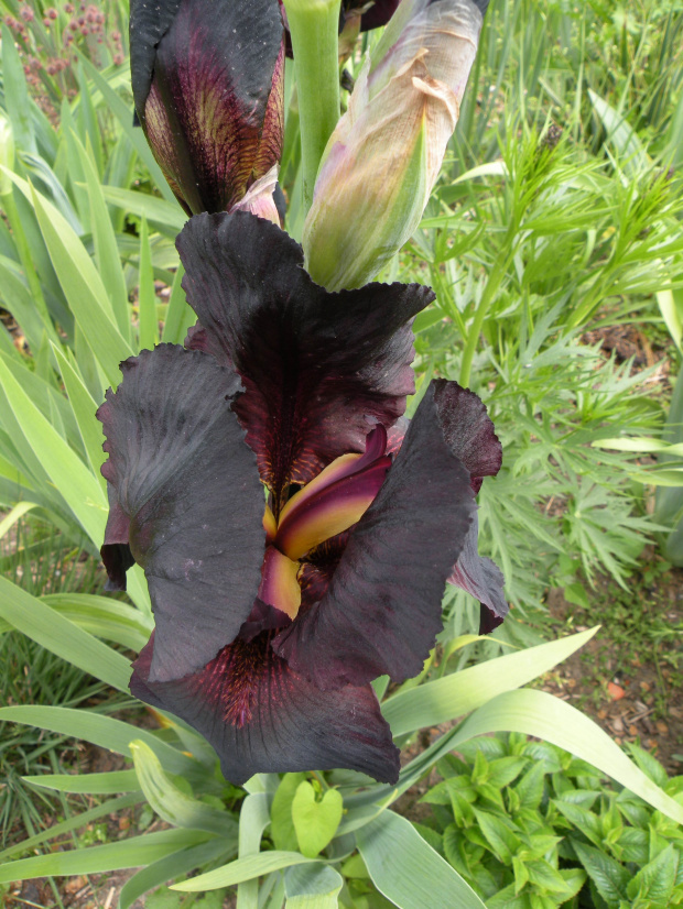 Iris 'Night Owl' TB