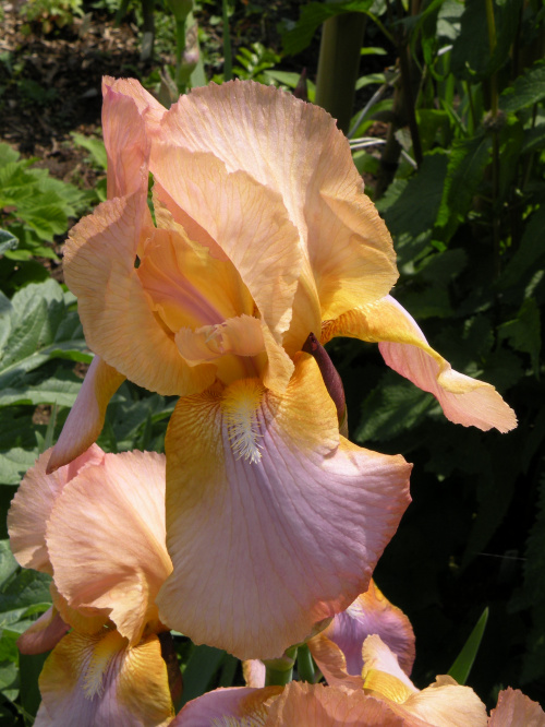 Iris 'Afternoon Delight' TB