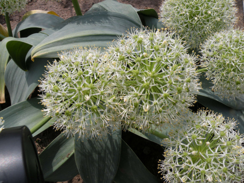 Allium 'Ivory Queen'