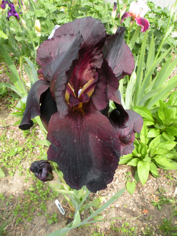 Iris 'Night Owl' TB