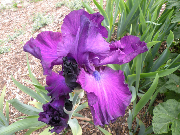 Iris 'Royalist' TB