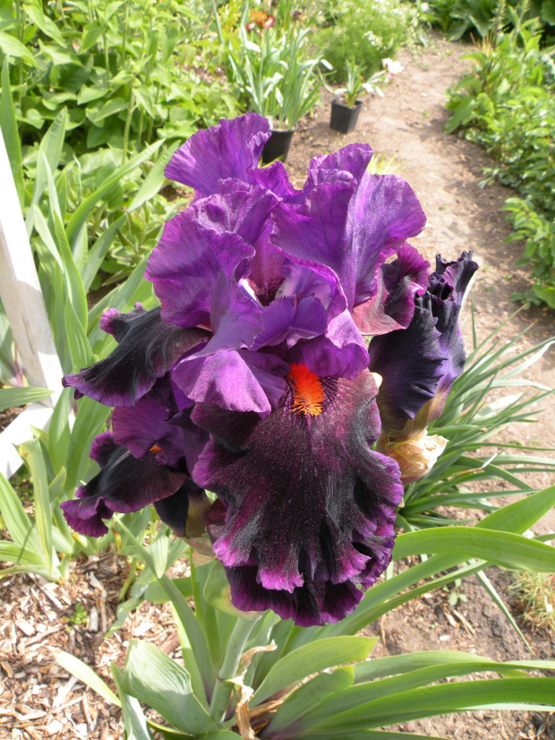 Iris 'Local Color' TB