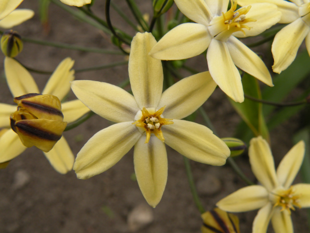 Triteleia ixioides 'Starlight'