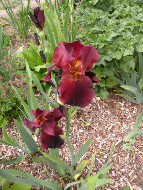 Iris 'Dutch Chocolate' TB