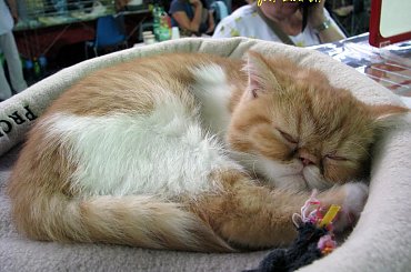 trochę kotów :) #targi #zoobotanika #zwierzęta #hobby #wrocław