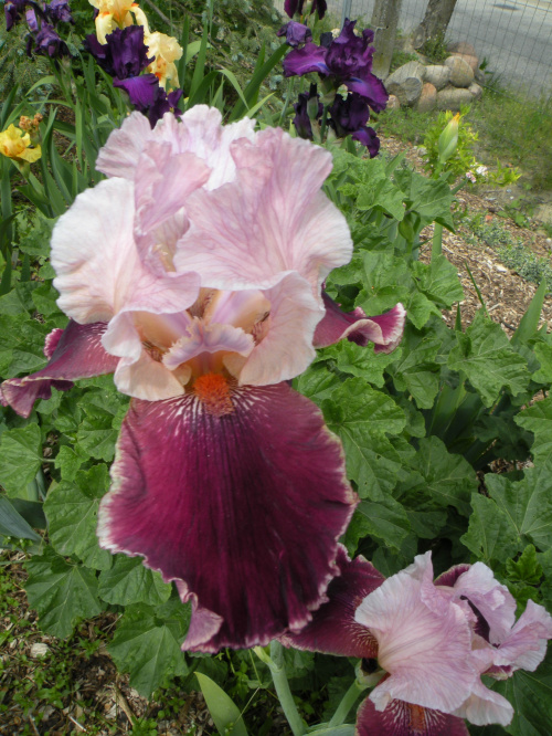 Iris 'Latin Lover' TB