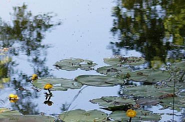 zielono ... /tak sobie wspominam/ ... :)) #zieleń #staw #grążele #Pławniowice #przyroda #wiosna