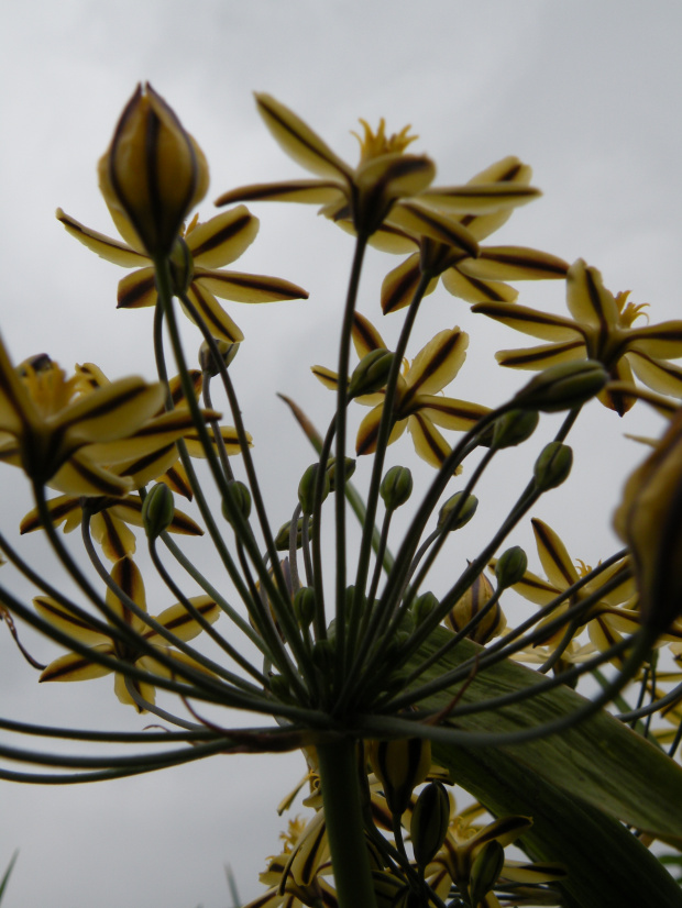 Triteleia ixioides 'Starlight'