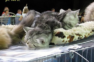 trochę kotów :) #targi #zoobotanika #zwierzęta #hobby #wrocław