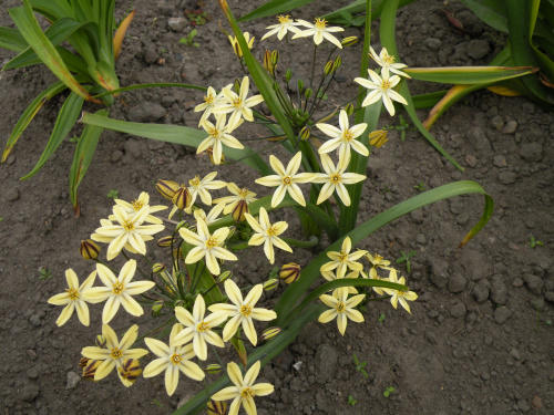 Triteleia ixioides 'Starlight'