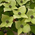 Cornus kousa 'Milky Way'