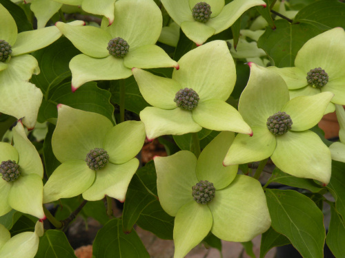 Cornus kousa 'Milky Way'