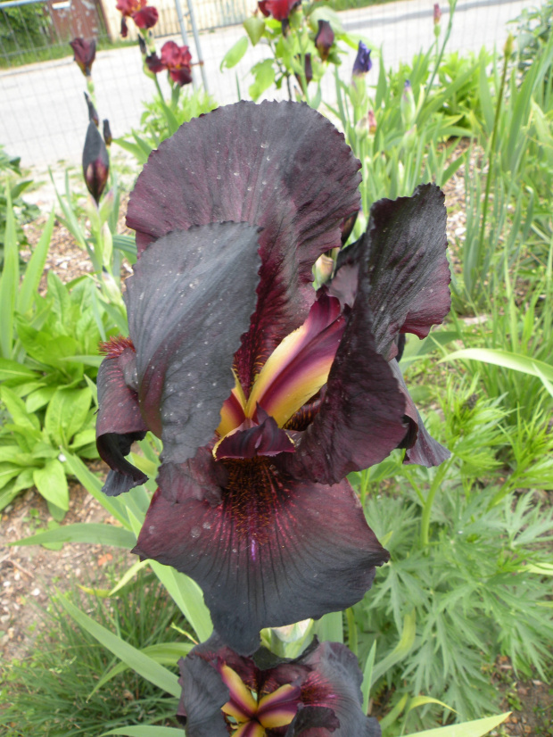 Iris 'Night Owl' TB