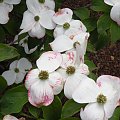 Cornus 'Stellar Pink'