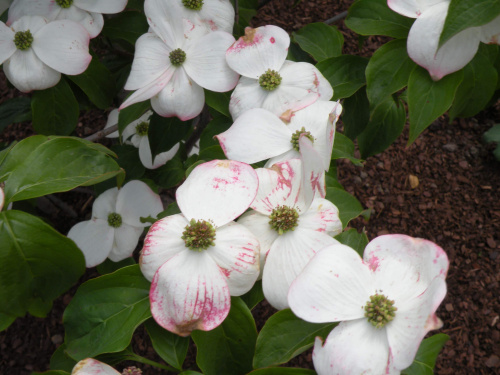 Cornus 'Stellar Pink'