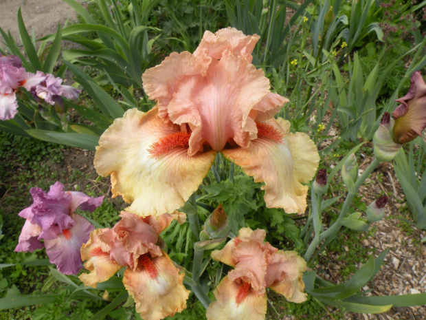 Iris 'Island Sunset'