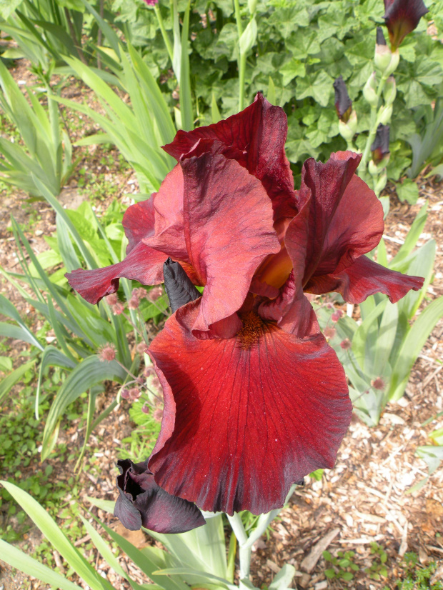 Iris 'Red Jade' TB