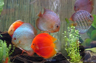 akwaria oceaniczne były piękne, ale fotki wyszły kiepskie :) #targi #zoobotanika #zwierzęta #hobby #wrocław