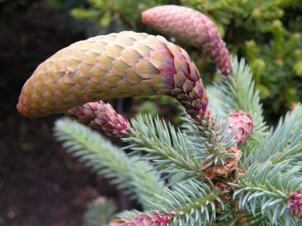 Picea pungens 'Hermann Naue'