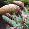 Picea pungens 'Hermann Naue'